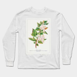 Spirea Aurea Flowers lithograph (1900) Long Sleeve T-Shirt